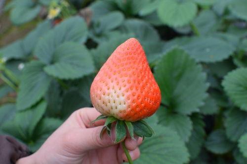 娱乐吃瓜草莓,揭秘娱乐圈的甜蜜秘密